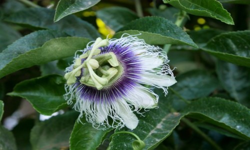 Zdjcie IZRAEL / Dystrykt Poudniowy / Aszkelon  /  Passiflora w Izraelu