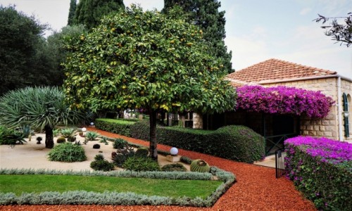 Zdjecie IZRAEL / Haifa / Ogrody Bahai / Drzewko pomaraczowe