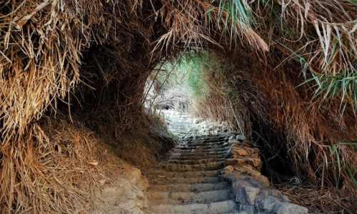 IZRAEL / Morze Martwe / Ein Gedi / Tunel wśród trzcin