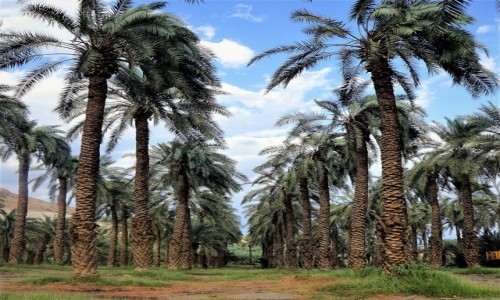 Zdjecie IZRAEL / Morze Martwe / Ein Gedi / W daktylowym gaju