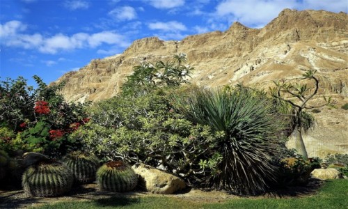 Zdjecie IZRAEL / Morze Martwe / Ein Gedi / Ogrd na pustyni