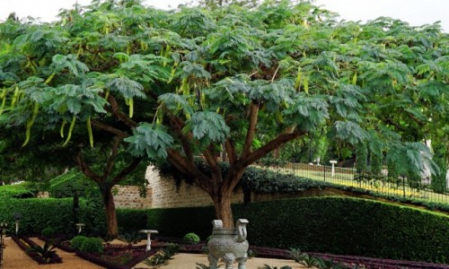 Zdjecie IZRAEL / Haifa / Ogrody Bahai / Drzewo ze strkami