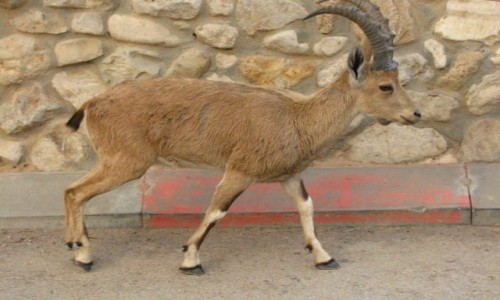 Zdjcie IZRAEL / Pustynia Judzka / Pustynia Judzka / P.N. Ein Gedi