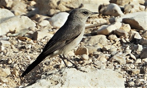 Zdjecie IZRAEL / Morze Martwe / Ein Gedi / Prawie niewidoczny