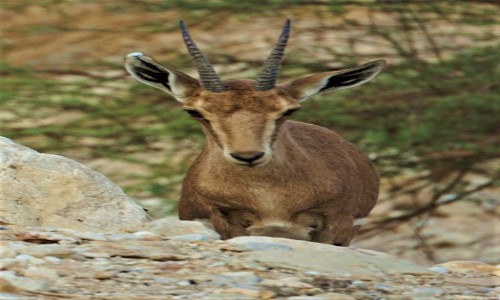 IZRAEL / Morze Martwe / Ein Gedi / Koziorożec