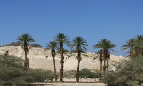 Zdjcie IZRAEL / Pustynia Judzka / Pustynia Judzka / P.N. Ein Gedi