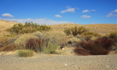 Zdjcie IZRAEL / Pustynia Negew / Mitzpe Ramon / Barwy pustyni