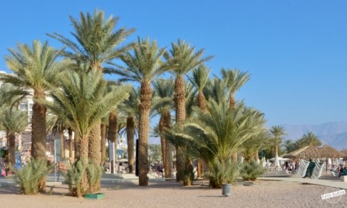 Zdjecie IZRAEL / Dystrykt Poudniowy / Eilat / Plaa Pnocna, Eilat