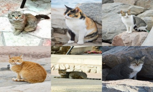 Zdjecie IZRAEL / Dystrykt Poudniowy / Eilat / Koty Eilatu