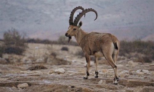 Zdjcie IZRAEL / Mitzpe Ramon / Park Narodowy Avdat / Jaki kraj takie kozy :)