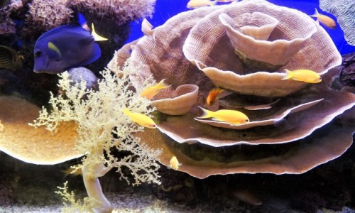 Zdjcie IZRAEL / Eilat / .Podwodne obserwatorium / wiat mniej znany