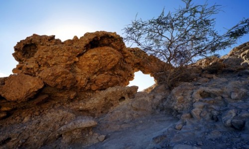 Zdjcie IZRAEL / Morze Martwe / Ein Gedi / Okienko z drzewkiem