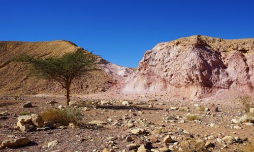 Zdjcie IZRAEL / Eilat / Czerwony Kanion / Krajobraz z drzewkiem