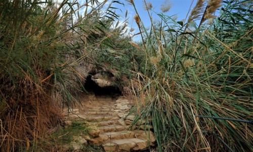 Zdjecie IZRAEL / Morze Martwe / Ein Gedi / Tunel w trzcinach
