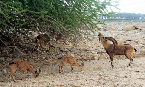 Zdjecie IZRAEL / Morze Martwe / Ein Gedi / Z ycia koziorocw