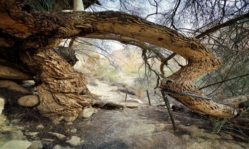 Zdjecie IZRAEL / Morze Martwe / Ein Gedi, w drodze do Ukrytego Wodospadu / Brama