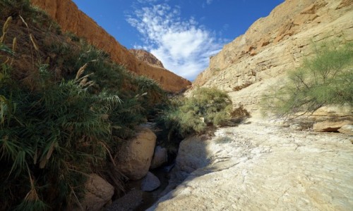 Zdjcie IZRAEL / Morze Martwe / Ein Gedi / Wzdu strumyka