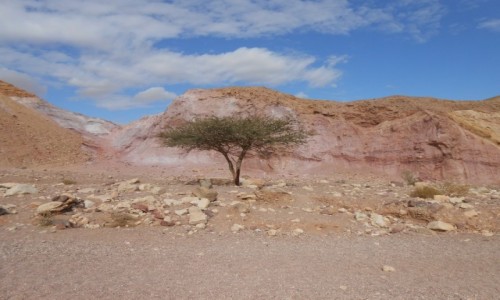 Zdjcie IZRAEL / red canyon / w drodze do kaniunu / pustynne drzewo,,..