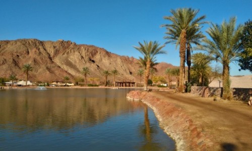Zdjęcie IZRAEL / izrael / Timna Park / Oaza w Timna Parku