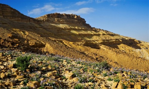 Zdjcie IZRAEL / Pustynia Negev / Mitzpe Ramon / W bkicie
