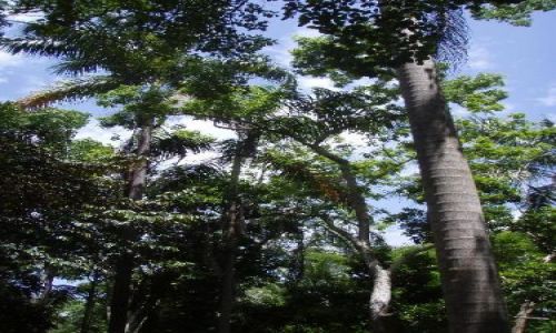 Zdjęcie JAMAJKA / brak / okolice Ocho Rios / las tropikalny