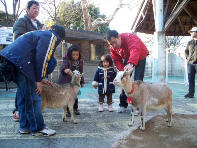 Zdjęcia: Ueno Zoo, Tokio, Japońska rodzinka z kozą :), JAPONIA Zdjęcia: Ueno Zoo, Tokio, Japońska rodzinka z kozą :), JAPONIA