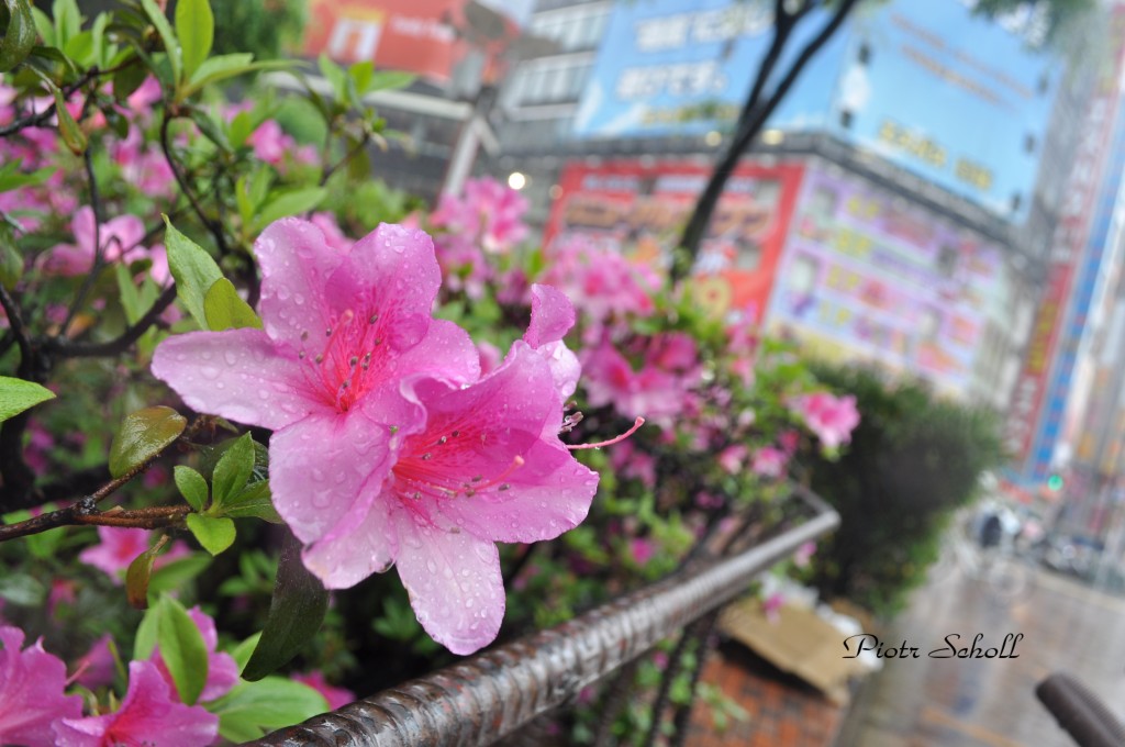 Zdjęcia: Tokyo, Ginza , Kwiatuszek w Ginzie , JAPONIA Zdjęcia: Tokyo, Ginza , Kwiatuszek w Ginzie , JAPONIA