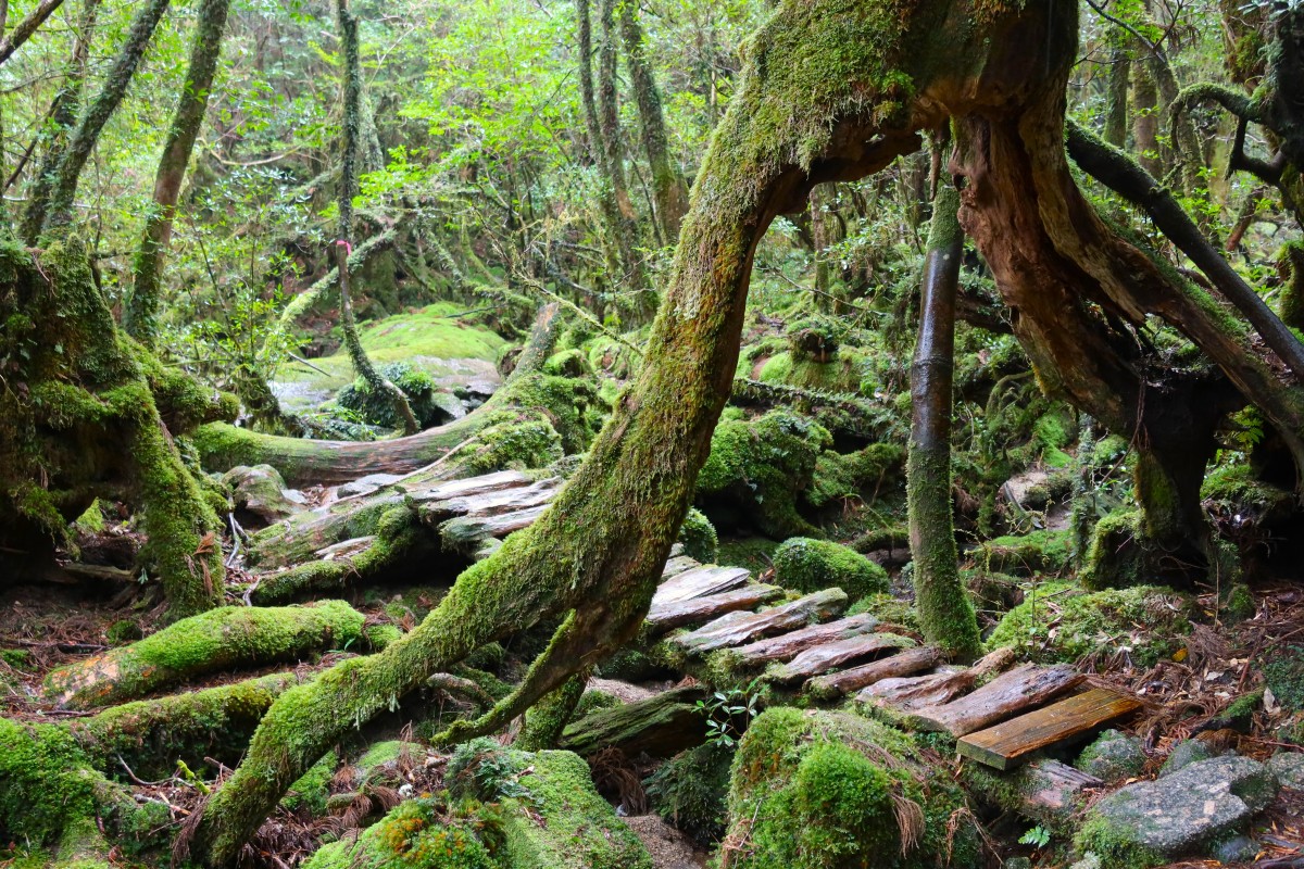 Zdjęcia: Shiratani Unsuikyo , Yakushima, Cedry na Yakushima , JAPONIA Zdjęcia: Shiratani Unsuikyo , Yakushima, Cedry na Yakushima , JAPONIA