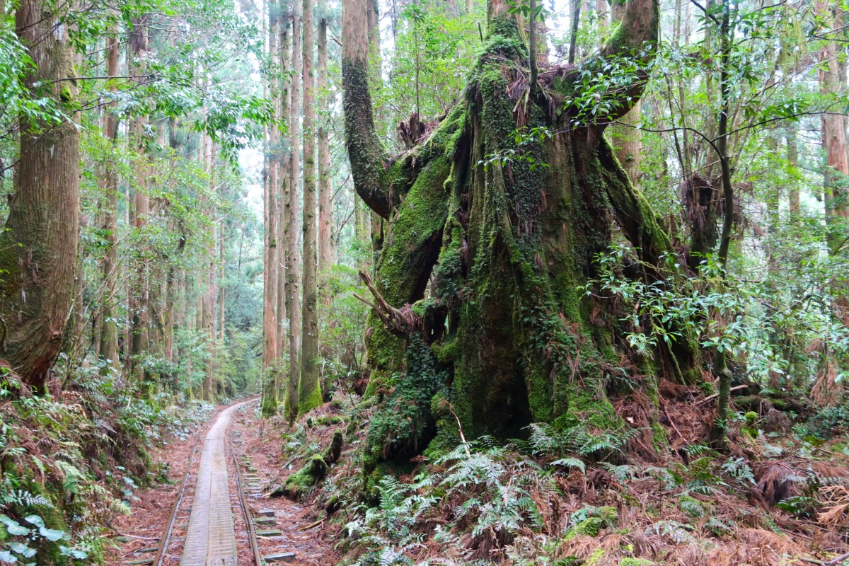 Zdjęcia: Shiratani Unsuikyo , Yakushima, Formy fantasy na Yakushima, JAPONIA Zdjęcia: Shiratani Unsuikyo , Yakushima, Formy fantasy na Yakushima, JAPONIA