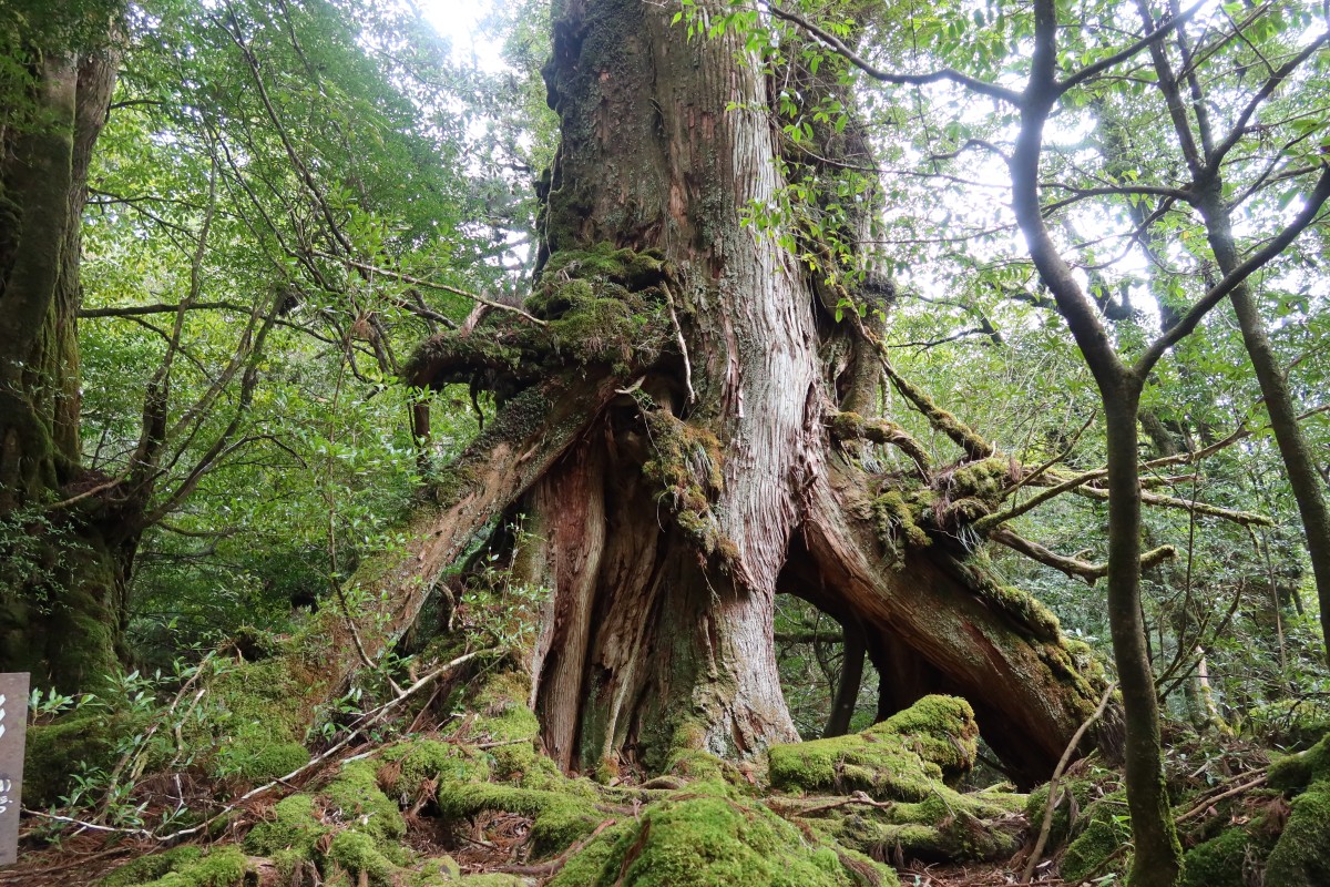 Zdjęcia: Shiratani Unsuikyo , Yakushima, Tysiącletnie cedry na wyspie Yakushima, JAPONIA Zdjęcia: Shiratani Unsuikyo , Yakushima, Tysiącletnie cedry na wyspie Yakushima, JAPONIA