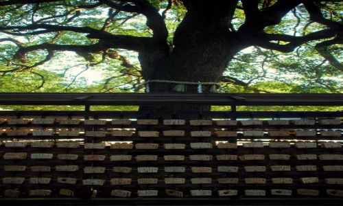 Zdjęcie JAPONIA / Tokio  / temple / drzewo życzeń