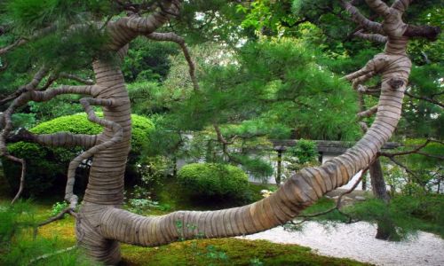 Zdjcie JAPONIA / Kioto  / temple / mumia drzewo 