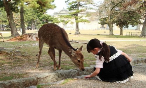 Zdjecie JAPONIA / Nara / Nara / Konkurs_kobieta karmica daniele w dawnej stolicy Japonii