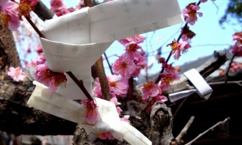 Zdjecie JAPONIA / Nara / Nara / Modlitwy, proby, yczenia.... i kwitnca winia