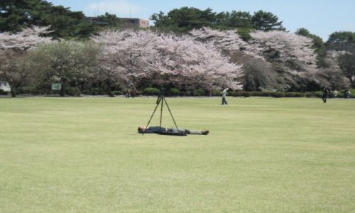 Zdjecie JAPONIA / Tokio / Park Shinjuku / wiosenne klimaty w Parku Shinjuku