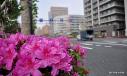 Zdjecie JAPONIA / Tsukiji  / Tokyo / Kwiatuszki