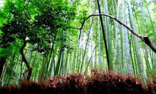 Zdjcie JAPONIA / Honsiu / Kioto / Las bambusowy