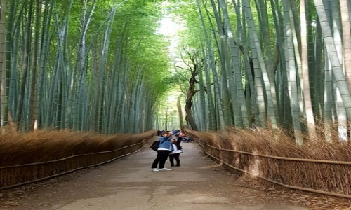 Zdjęcie JAPONIA / - / Kyoto-Arashiyama / Bamboo forest