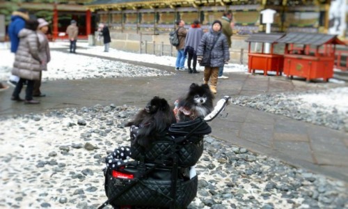 Zdjcie JAPONIA / Honsiiu / Nikko / Ach pieskiem by.....w Japoni :)