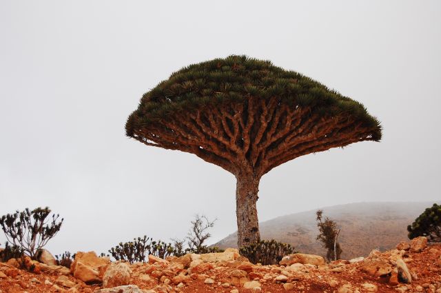 Zdjęcia: Socotra, Socotra, Smocze drzewo 2, JEMEN Zdjęcia: Socotra, Socotra, Smocze drzewo 2, JEMEN