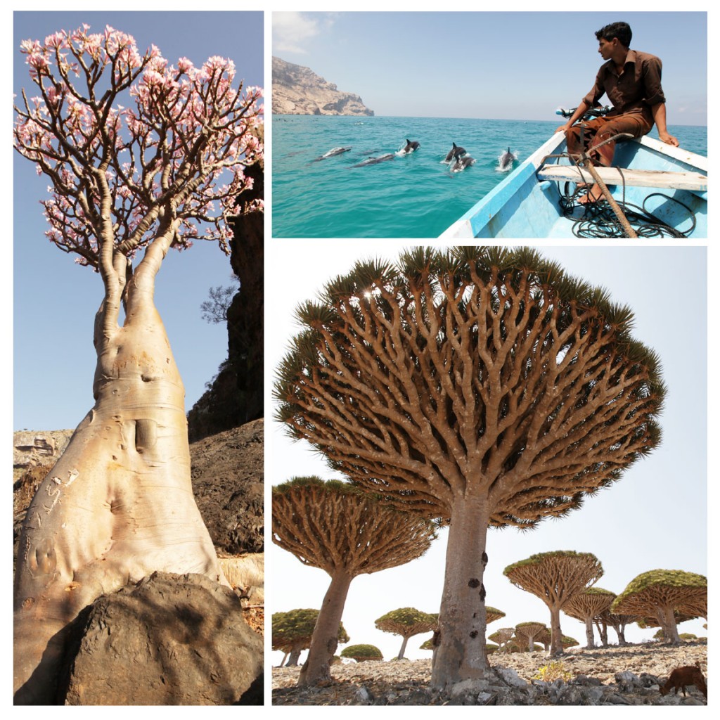 Zdjęcia: Socotra, Socotra, Sokotra, JEMEN Zdjęcia: Socotra, Socotra, Sokotra, JEMEN