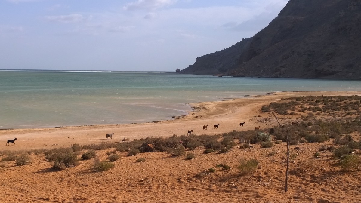 Zdjęcia: Socotra, -Socotra, in the middle of nowhere, JEMEN Zdjęcia: Socotra, -Socotra, in the middle of nowhere, JEMEN
