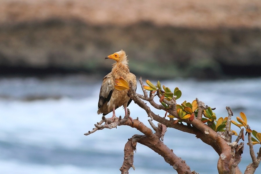 Zdjęcia: Socotra, Socotra, Na straży, JEMEN Zdjęcia: Socotra, Socotra, Na straży, JEMEN