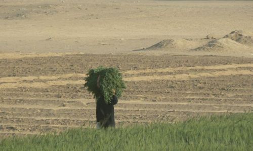 Zdjecie JEMEN / - / gdzie w Wadi Hadramaut / Kobieta w polu.