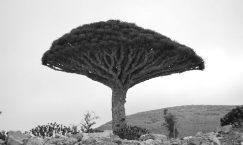 Zdjcie JEMEN / Socotra / Socotra / Drzewo smocze