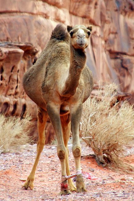 Zdjęcia: Wadi Rum, Wadi Rum, On mnie nie polubił:), JORDANIA Zdjęcia: Wadi Rum, Wadi Rum, On mnie nie polubił:), JORDANIA