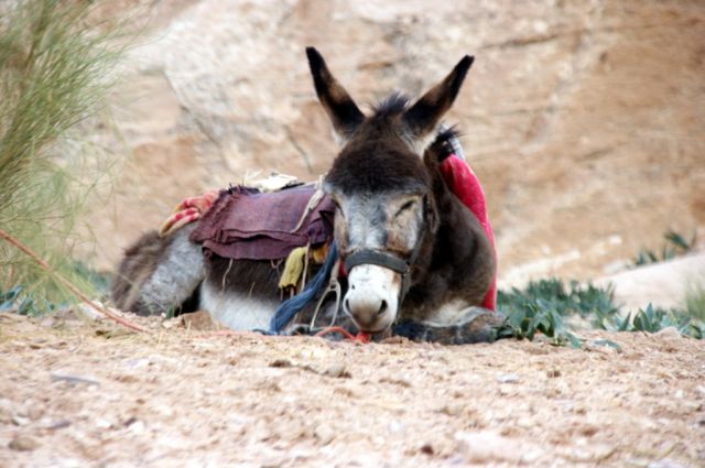 Zdjęcia: Petra, Petra, to był cięki dzien...., JORDANIA Zdjęcia: Petra, Petra, to był cięki dzien...., JORDANIA