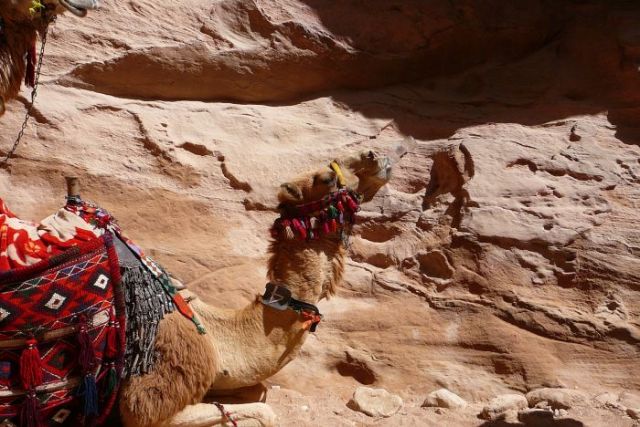Zdjęcia: Petra, Petra, Spragniony, JORDANIA Zdjęcia: Petra, Petra, Spragniony, JORDANIA