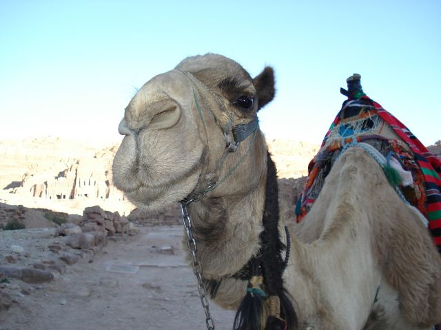 Zdjęcia: Petra, Ma an, Portret, JORDANIA Zdjęcia: Petra, Ma an, Portret, JORDANIA