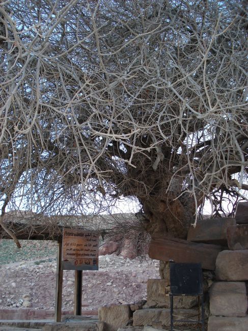 Zdjęcia: Petra, Ma an, 450 letnia pistacja, JORDANIA Zdjęcia: Petra, Ma an, 450 letnia pistacja, JORDANIA